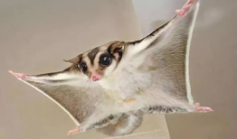 萌宠短视频,短视频里的可爱日常