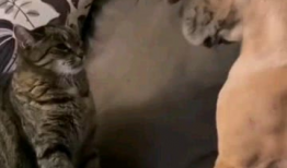 萌宠短视频,短视频里的可爱日常